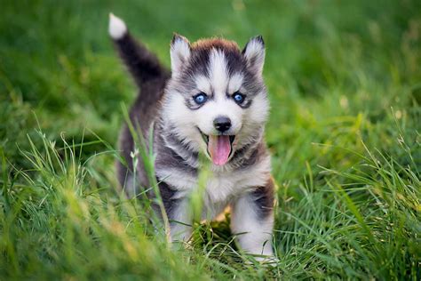Siberian Husky Dog Breed Information .